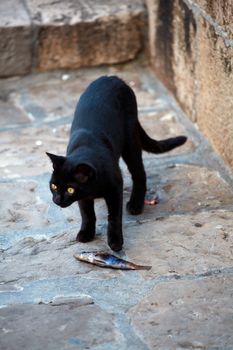 Black cat eating a dead fish in the street