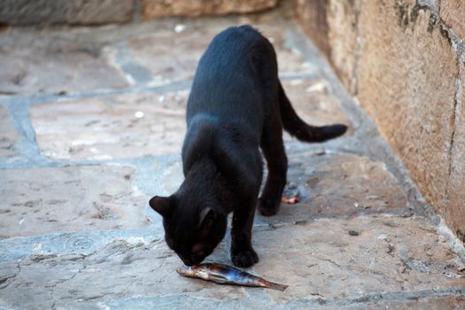 Black cat eating a dead fish in the street
