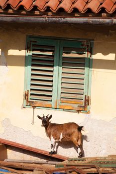 View of Tibetan goat under window in the little farm