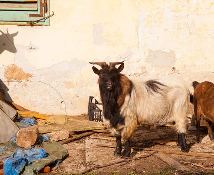 View of Tibetan goats in the little farm