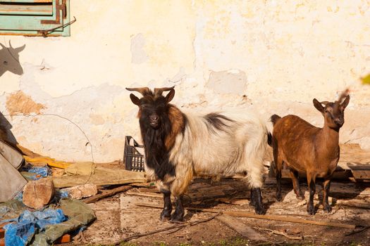 View of Tibetan goats in the little farm
