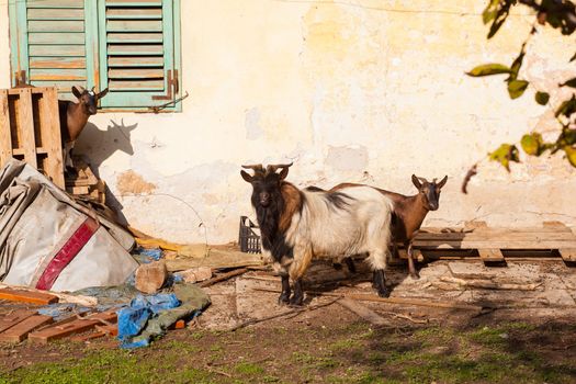 View of Tibetan goats in the little farm