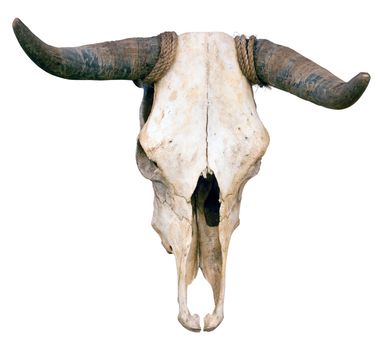 Close up of a Buffalo skull isolated on white background