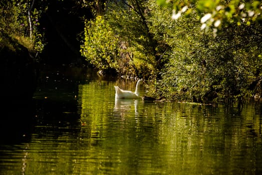 White goose in the Natisone river, Italy