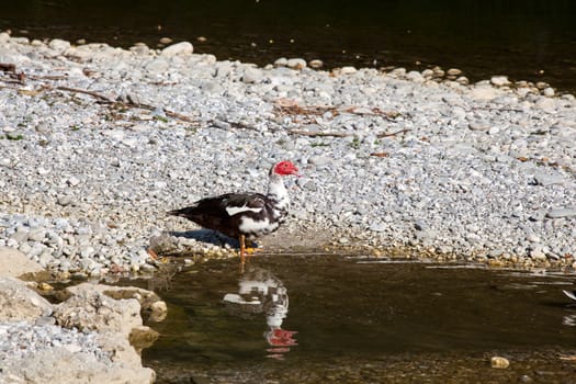 Photo of duck in the Natisone river, Italy