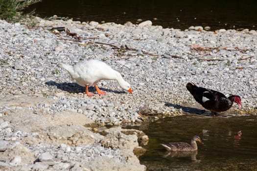 Photo of ducks in the Natisone river, Italy