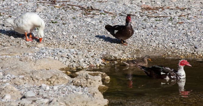 Photo of ducks in the Natisone river, Italy