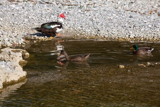 Photo of ducks in the Natisone river, Italy