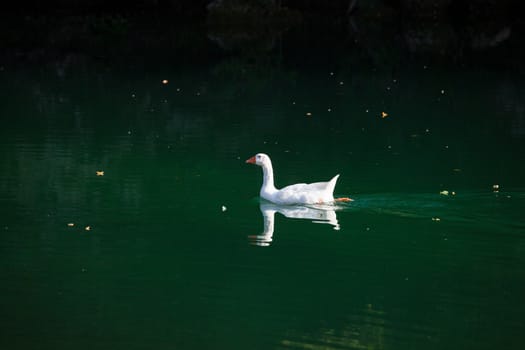 White goose in the Natisone river, Italy