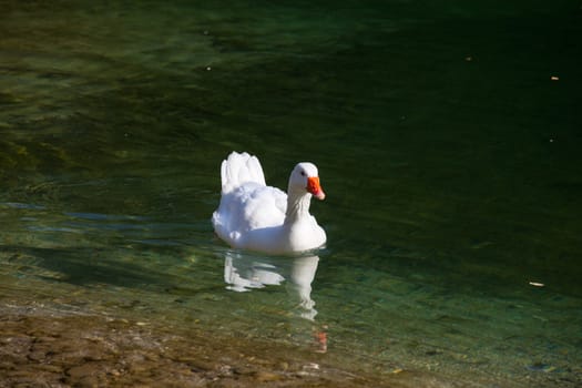 White goose in the Natisone river, Italy