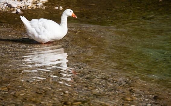 White goose in the Natisone river, Italy