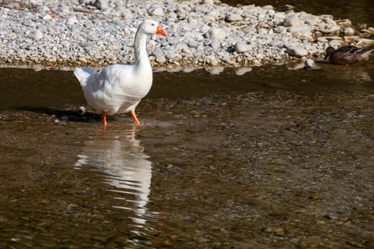 White goose in the Natisone river, Italy