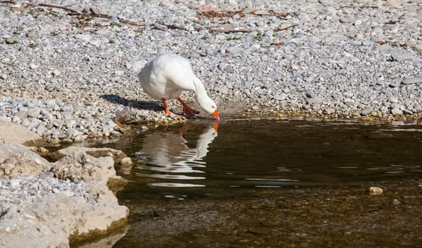 White goose in the Natisone river, Italy