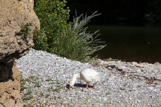 White goose in the Natisone river, Italy