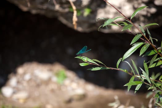 Photo of a blue Dragonfly on leaf