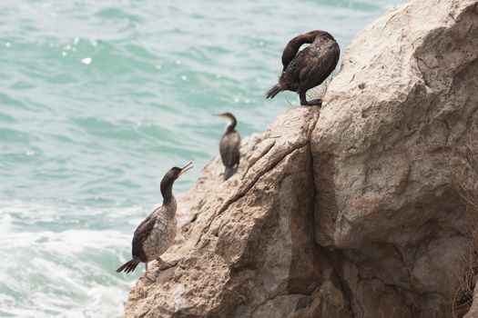 Marangoni - European Shags in the Miramare reserve, Trieste