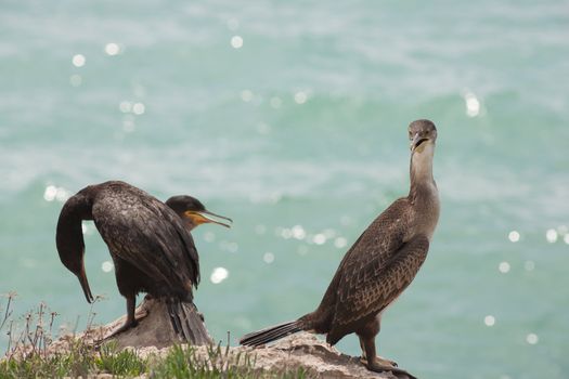 Marangoni - European Shags in the Miramare reserve, Trieste
