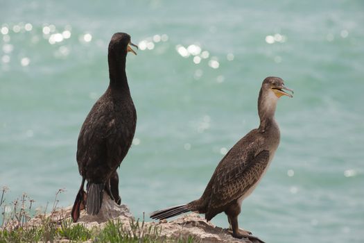 Marangoni - European Shags in the Miramare reserve, Trieste