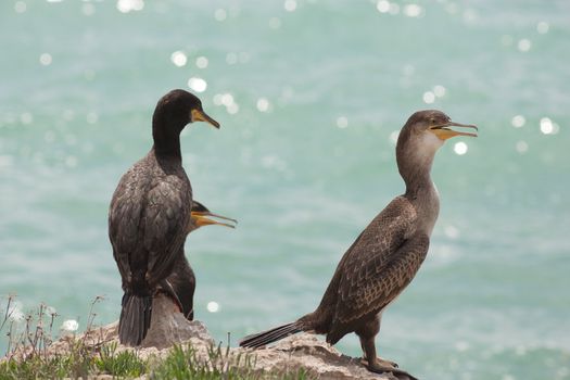 Marangoni - European Shags in the Miramare reserve, Trieste
