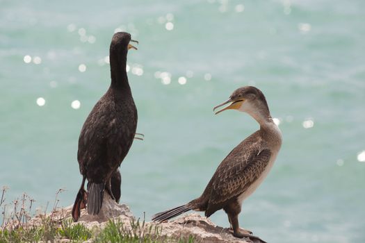 Marangoni - European Shags in the Miramare reserve, Trieste