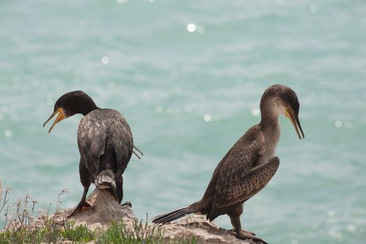 Marangoni - European Shags in the Miramare reserve, Trieste