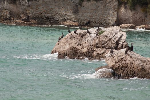 Marangoni - European Shags in the Miramare reserve, Trieste