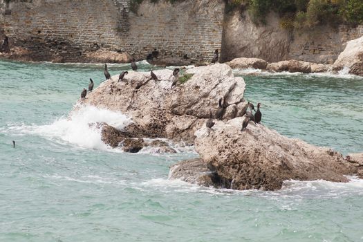 Marangoni - European Shags in the Miramare reserve, Trieste