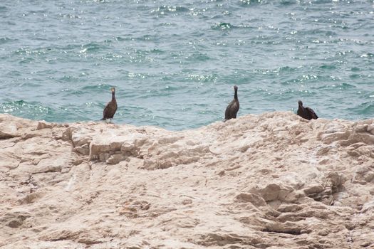 Marangoni - European Shags in the Miramare reserve, Trieste