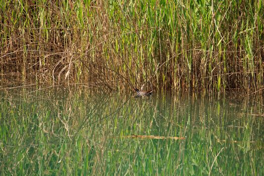 Photo of a Duck in the Taglio river, Cervignano - Italy