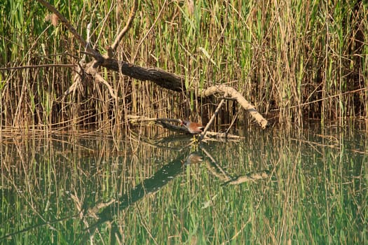 Photo of a Duck in the Taglio river, Cervignano - Italy