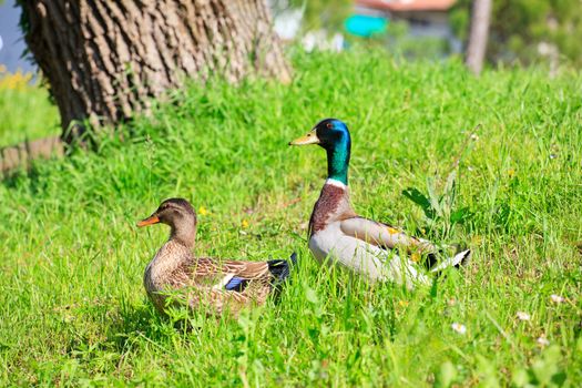 Photo of Ducks, Taglio river in Cervignano