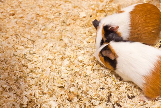 Photo of nice hamsters in the sawdust