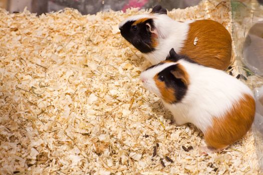 Photo of nice hamsters in the sawdust