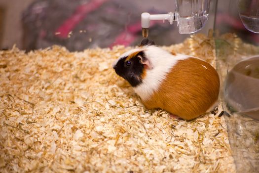 Photo of nice hamster in the sawdust