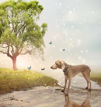 Weimaraner dog and butterflies at a magical brook