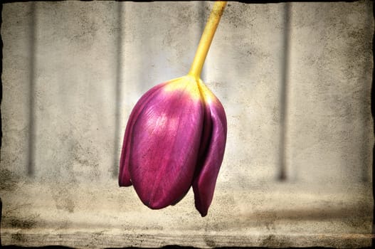 Purple tulip in soft grunge.