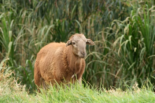 A female sheep standing in a farmers pasture in Cotacachi, Ecuador