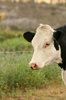 A Holstein cow standing next to a field of alfalfa in Cotacachi, Ecuador