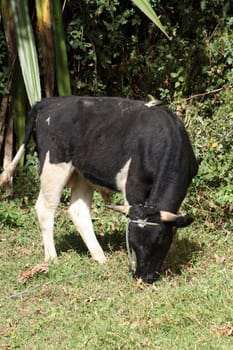 A black and white Holstein bull grazing in a farmers pasture in Cotacachi, Ecuador