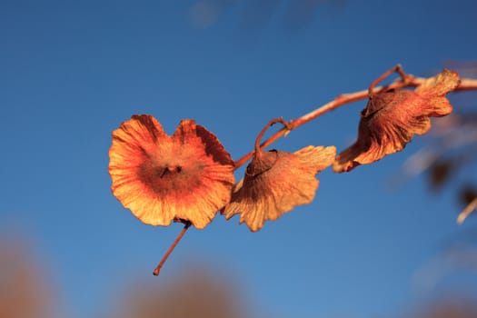 Close up of Dried leaves on branch
