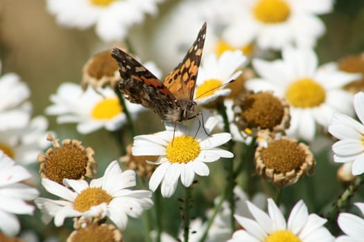 An orange and black butterfly pollinating a daisy in a garden in Cotacachi, Ecuador