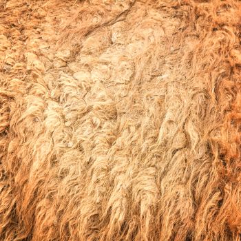 The camel wool fabric texture pattern.Background.
Stock Photo: