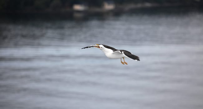 Seagull cries in flight view close to