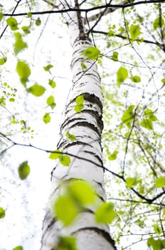 long birch. nature background