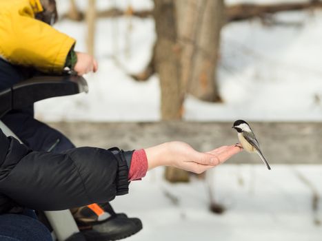 Woman hand-feeding a black-caped chickadee