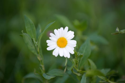 white camomile on a green