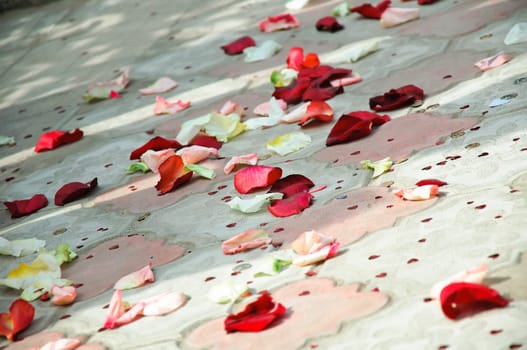 Petals of roses scattered on a floor