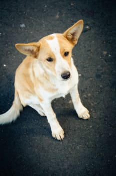 small dog sitting on a blur gray background