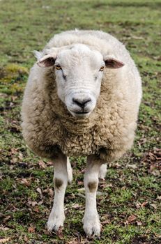 Close up of a wooly sheep