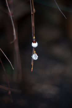 General view of a branch with buds white with water drops on a dark background